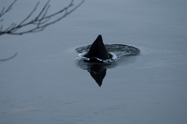 Rotsee 2014, Pentax K-7