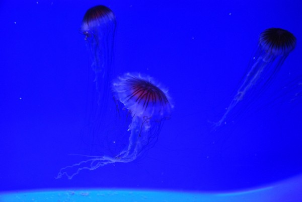 DSC_0636.jpg