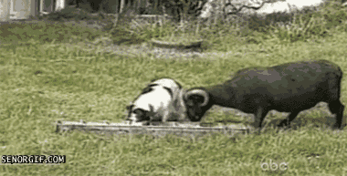 gtfothisismytroughp1.gif