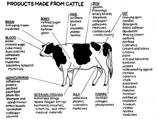 cow.jpg