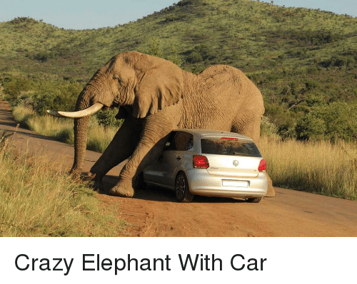 crazy-elephant-with-car-2929571.png