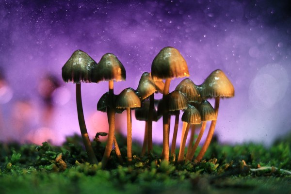 Psilocybin-Depressionen-1024x683.jpg